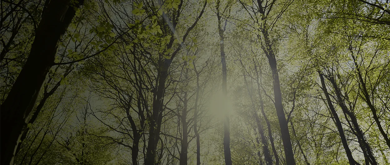 A light beam shining between trees of a wood (photo)