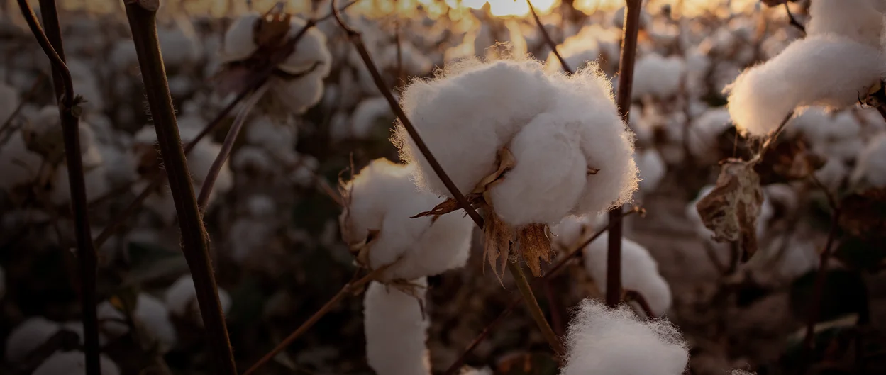 A cut-out-photo of a cotton plant (photo)