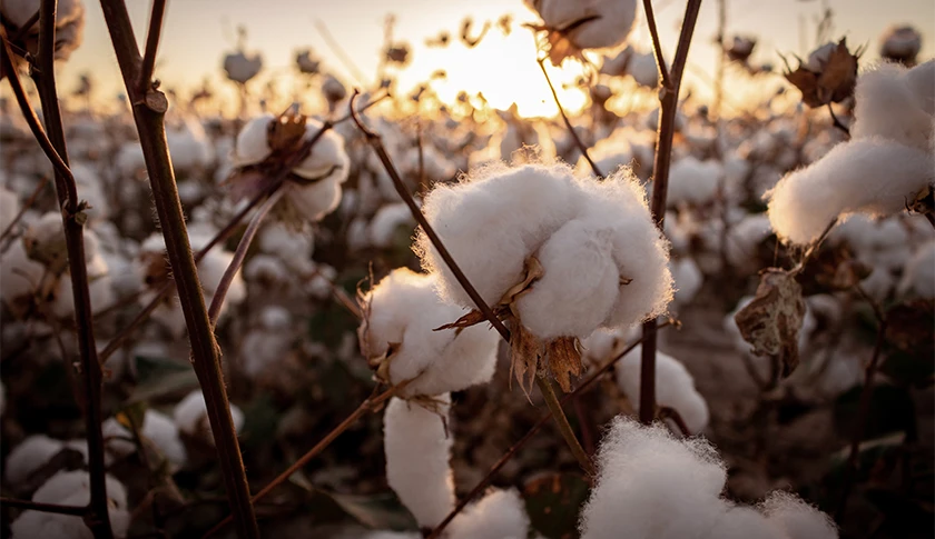 A cotton plant field (photo)