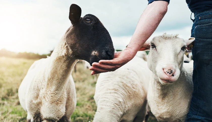 Three sheep being fed by a person (photo)