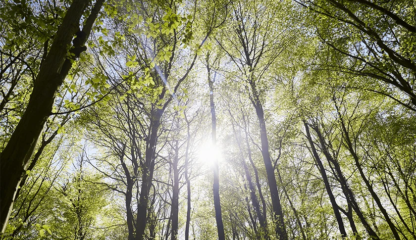 A light beam shining between trees of a wood (photo)